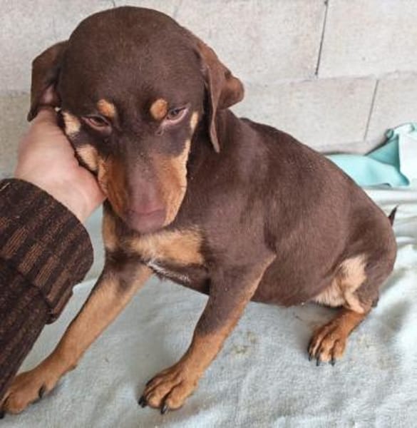 Frieda, mega lieb, sanfte Hündin