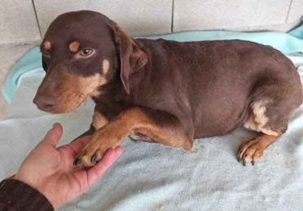 Frieda, mega lieb, sanfte Hündin