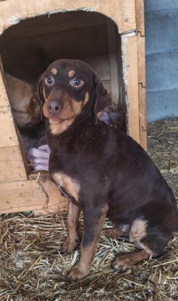 Frieda, mega lieb, sanfte Hündin