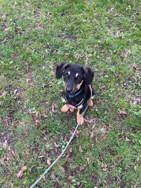 💕 Hedda 💕 sucht ihre Familie💕