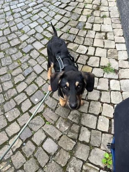 💕 Hedda 💕 sucht ihre Familie💕