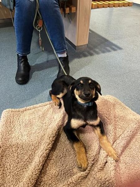 💕 Hedda 💕 sucht ihre Familie💕