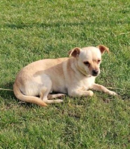 Kleiner Toby sucht ein Zuhause