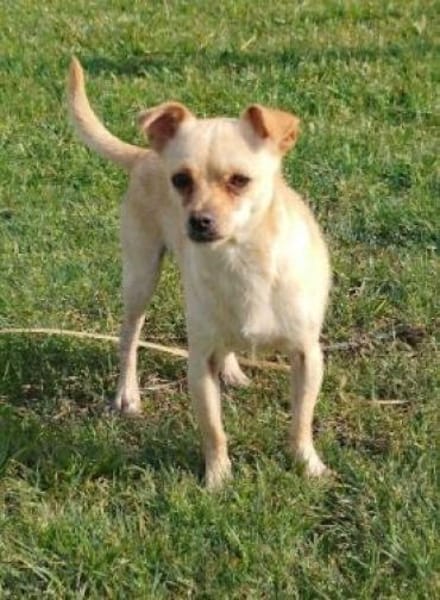 Kleiner Toby sucht ein Zuhause