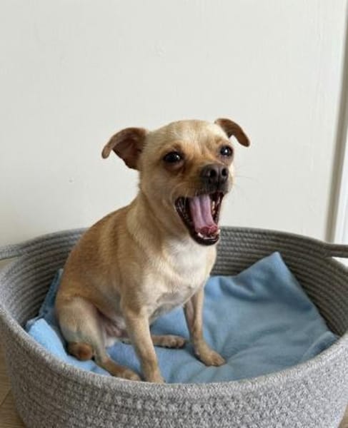 Kleiner Toby sucht ein Zuhause