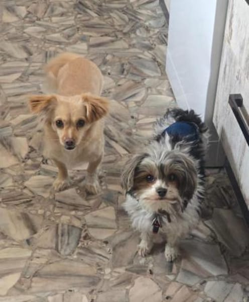 Zauberhafte Tilly sucht ihr Zuhause