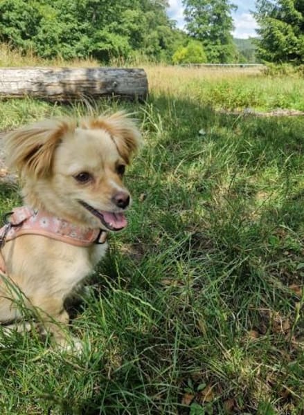 Zauberhafte Tilly sucht ihr Zuhause