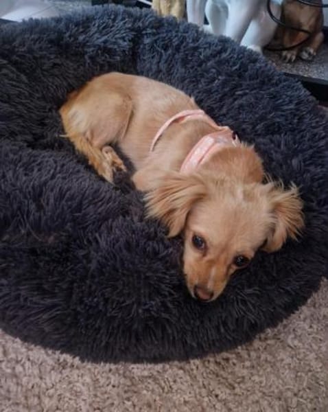 Zauberhafte Tilly sucht ihr Zuhause