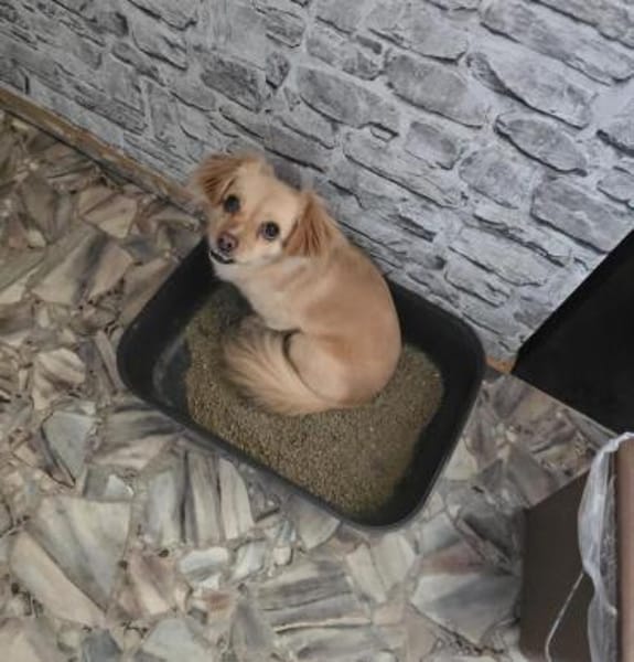 Zauberhafte Tilly sucht ihr Zuhause