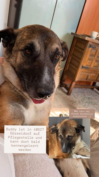 Buddy - dein Kumpel fürs Leben