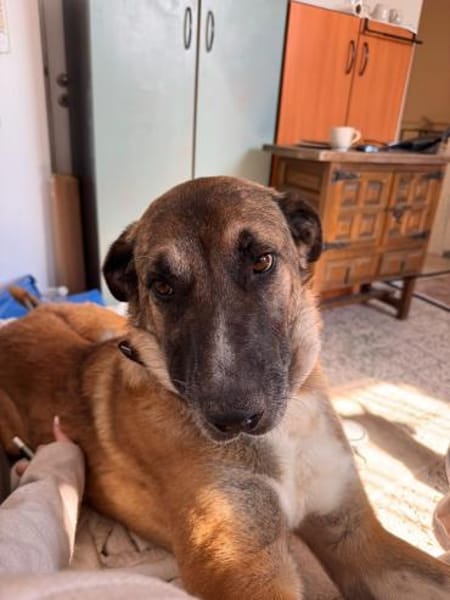 Buddy - dein Kumpel fürs Leben