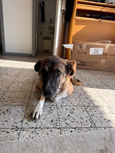 Buddy - dein Kumpel fürs Leben