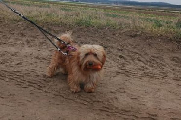 Ninno - wartet in 64347 Griesheim