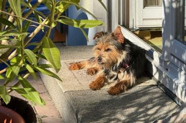 Luciana - wartet in Köln