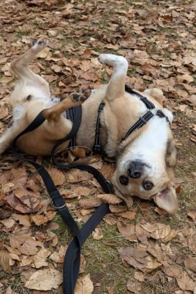 Sanfte ♥ Mirna ♥ in 67663 Kaiserslautern