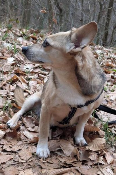 Sanfte ♥ Mirna ♥ in 67663 Kaiserslautern