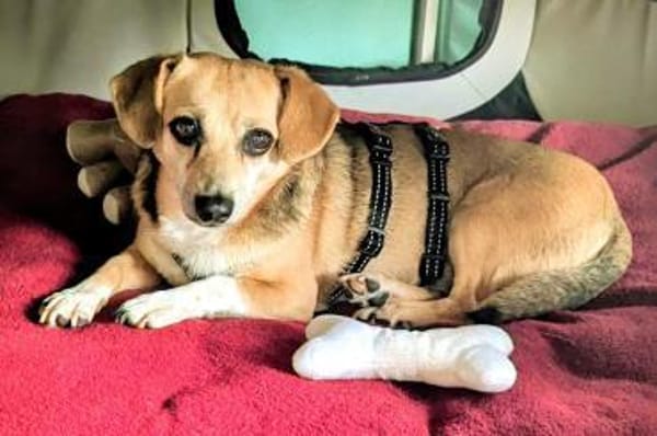 Sanfte ♥ Mirna ♥ in 67663 Kaiserslautern