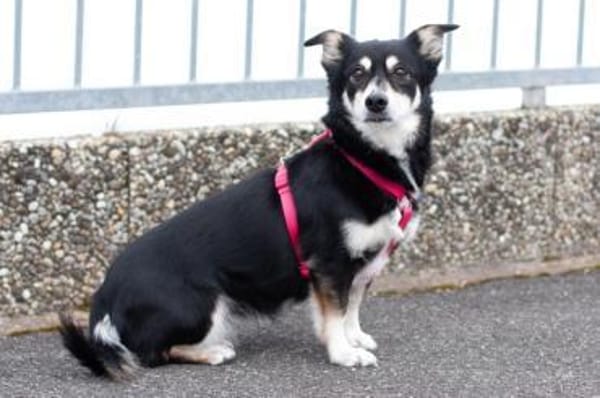 JESSYMAUS - süßer, kleiner Spatz