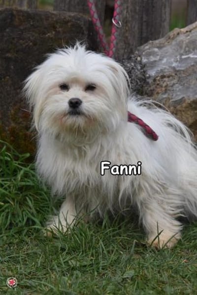 FANNI