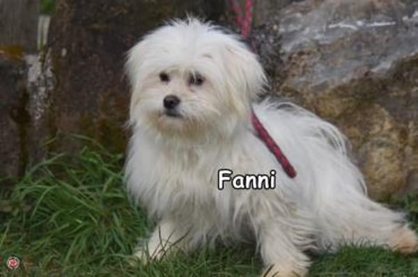 FANNI