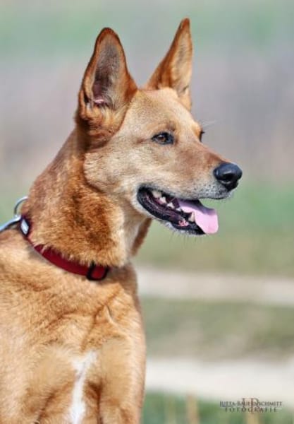 RED TEDDY ein aktiver, freundlicher Rüde
