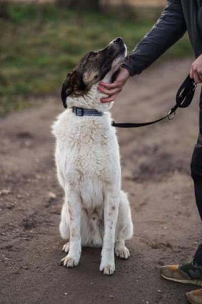 Shar - schmusiges, großes Baby