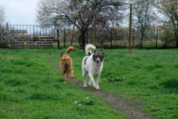 Shar - schmusiges, großes Baby