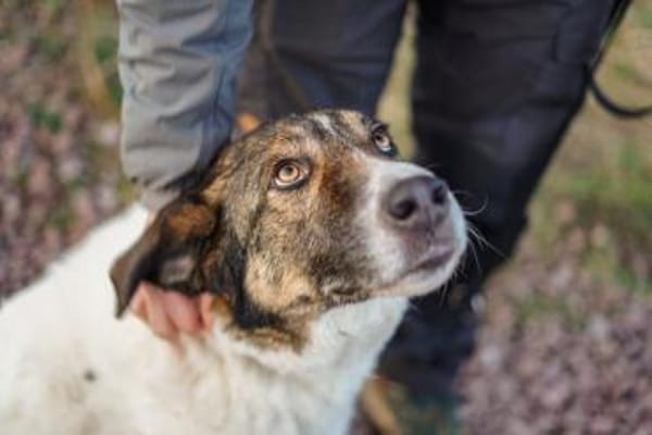 Shar - schmusiges, großes Baby