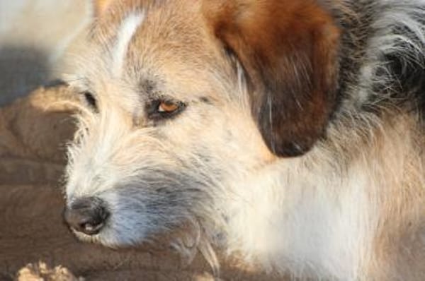 Tusko - angenehm u. lieb