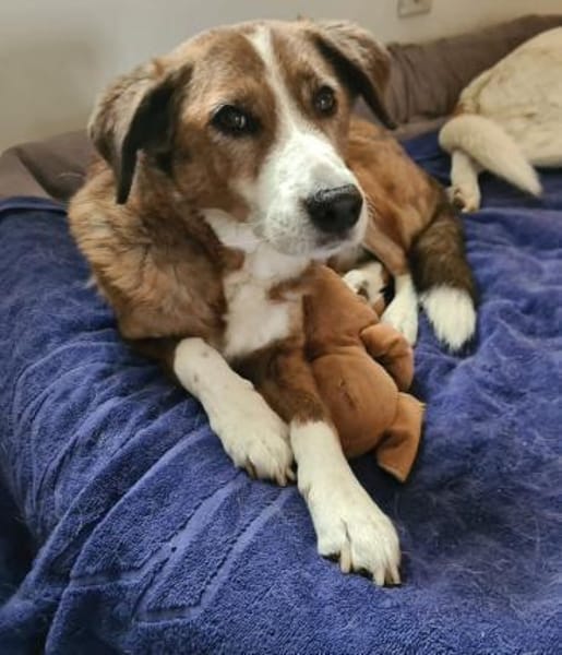 Bezaubernde Muggets sucht ein Zuhause