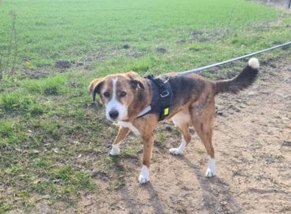 Bezaubernde Muggets sucht ein Zuhause