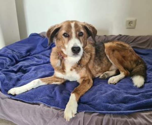 Bezaubernde Muggets sucht ein Zuhause