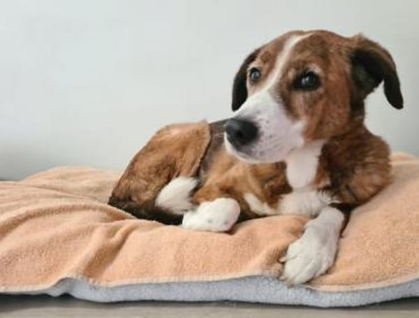 Bezaubernde Muggets sucht ein Zuhause