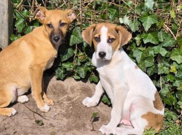 Joker würde nun gerne in sein eigenes