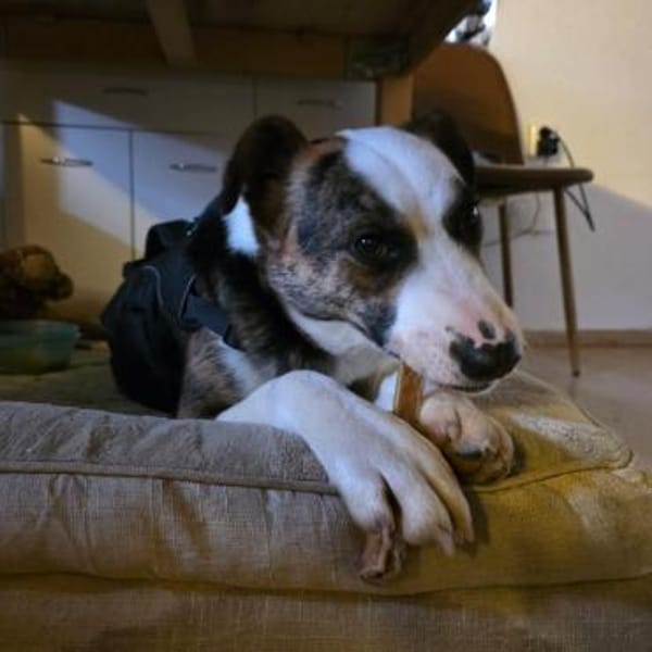 Alessia sucht ihr Für-immer-Zuhause (I)