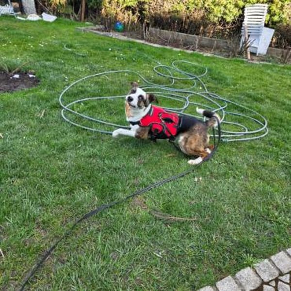 Alessia sucht ihr Für-immer-Zuhause (I)