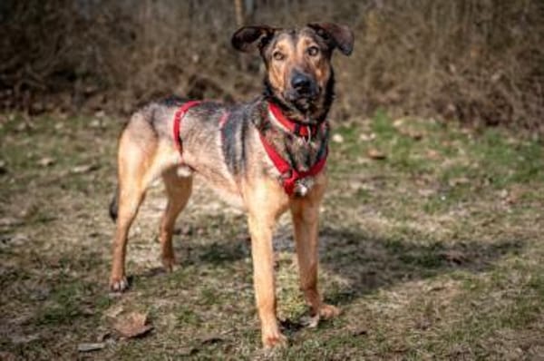 Aris - sportlicher Herzenshund