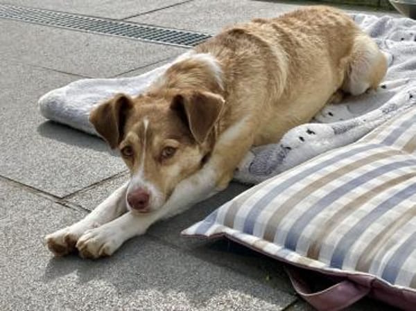 Birdy verschmust, anhänglich,zutraulich