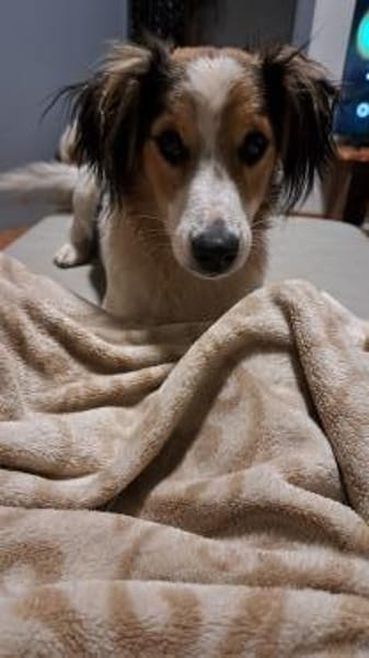 Pubertier sucht sein Zuhause