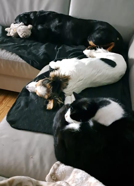 Pubertier sucht sein Zuhause