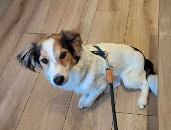 Pubertier sucht sein Zuhause