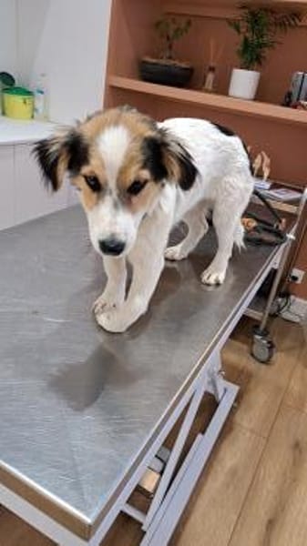 Pubertier sucht sein Zuhause