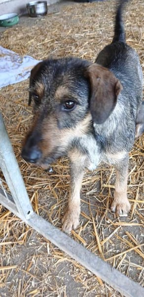 Liebenswerte Rica wartet