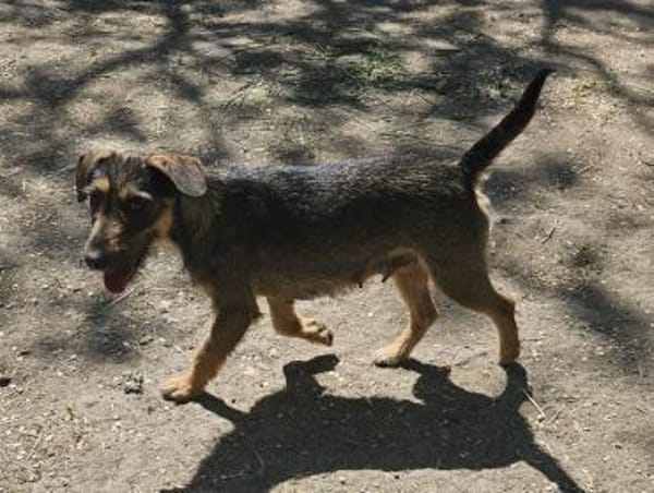 Liebenswerte Rica wartet