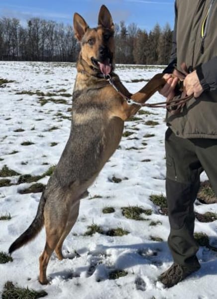 Thor sucht ein Zuhause!