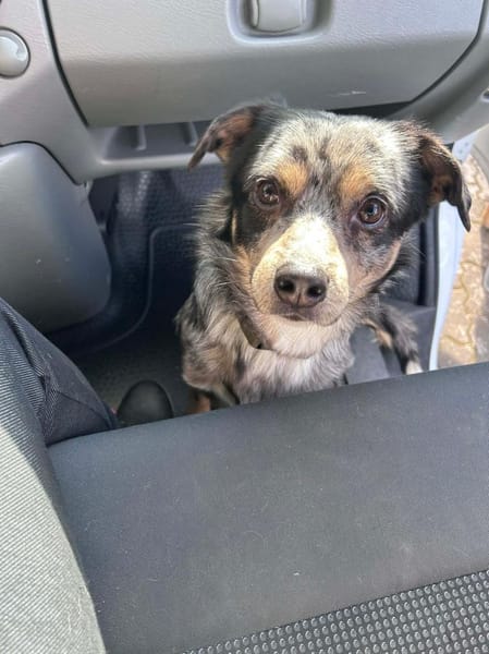 Elmar - ist ein toller Rüde