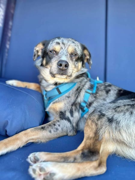 Elmar - ist ein toller Rüde