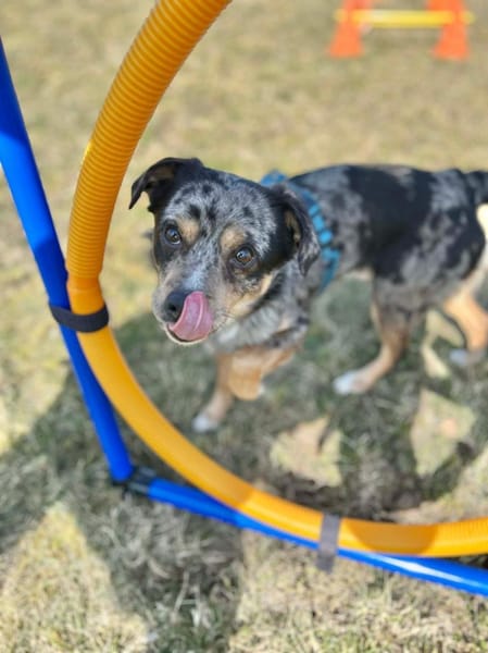 Elmar - ist ein toller Rüde