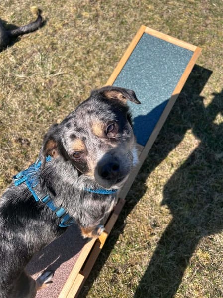 Elmar - ist ein toller Rüde