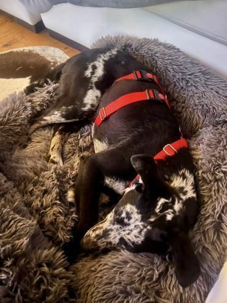 Manchas, neugierig, agil, freundlich